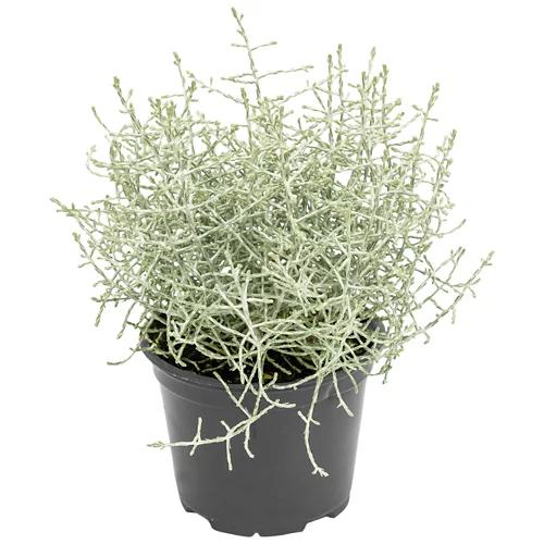 GARDENLINE Calocephalus