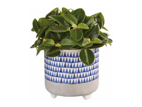 Plant in Blue Ceramic