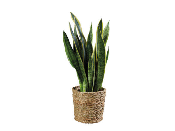 Tropical Green Houseplants