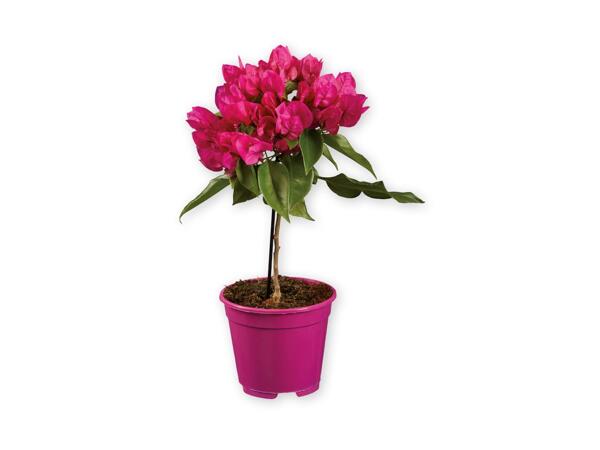 Bougainvillea