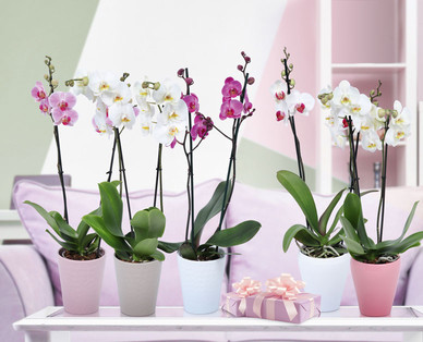 Orchidee