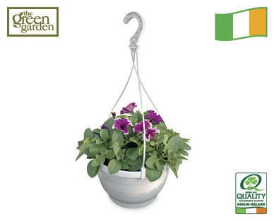 Irish Surfinia Hanging Basket