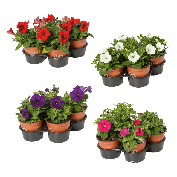 Pétunias tombants, 4 pcs