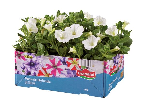 Bedplanter