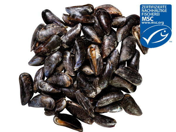 Frische MSC-Miesmuscheln