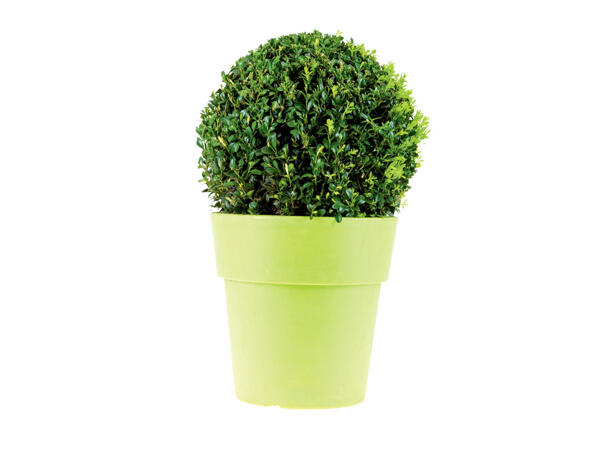 LARGE BUXUS BALL IN DECORATIVE POT
