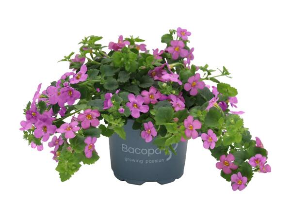 Bacopa