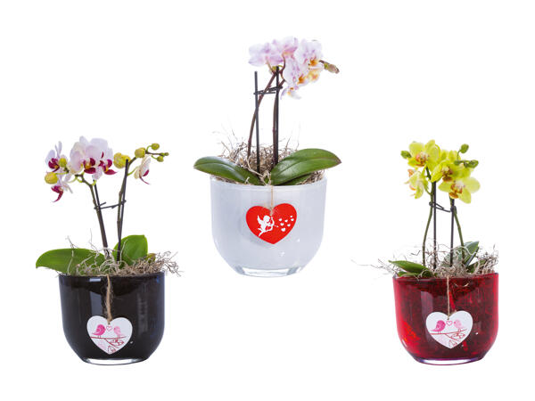Mini phalaenopsis dans un pot en verre avec pendentif en forme de cœur