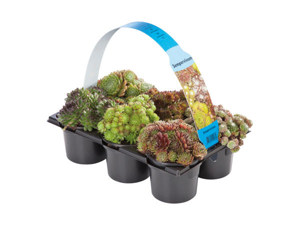 Sempervivum Mixed1