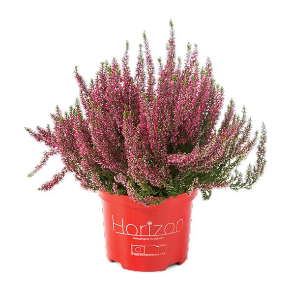 Heideplant