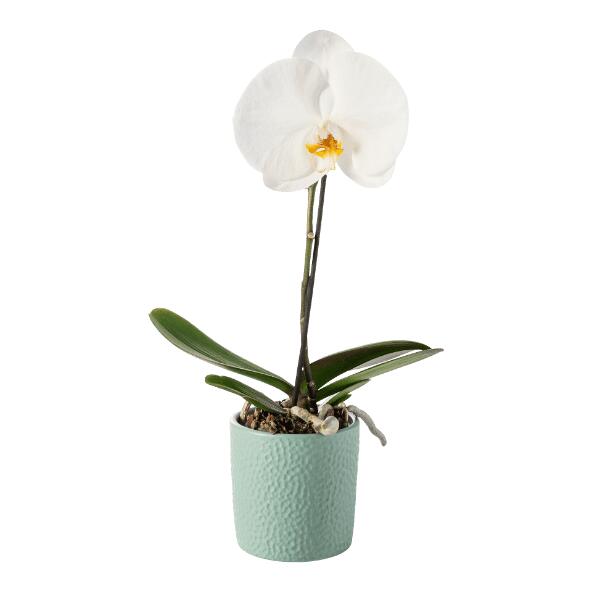 Orchidée
