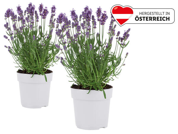 Lavendel angustifolia