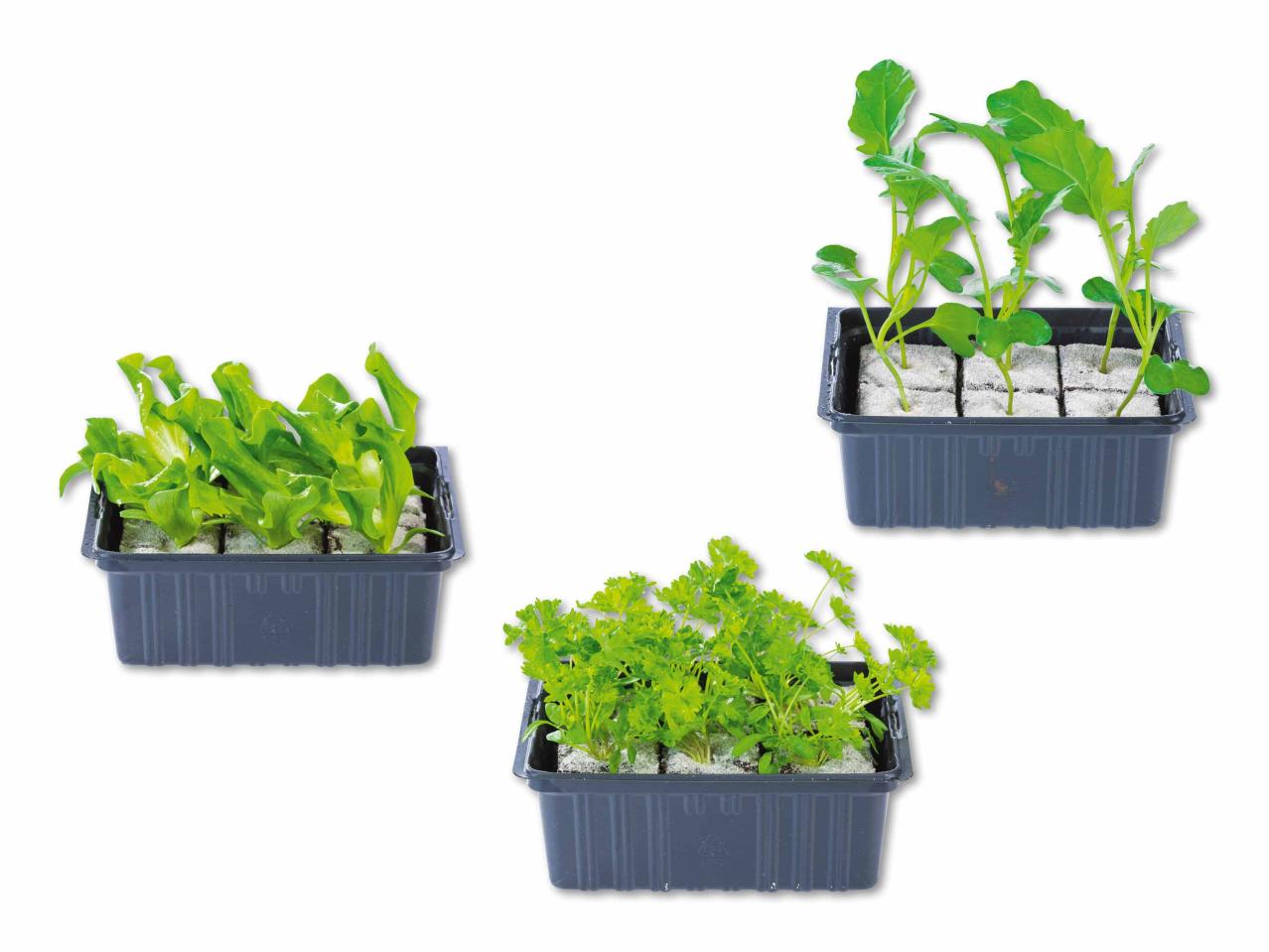 Plants de légumes