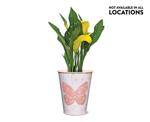 Calla Lily in Can Assorted Colors