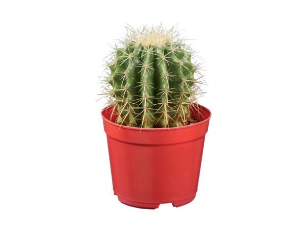Cacti & Succulents