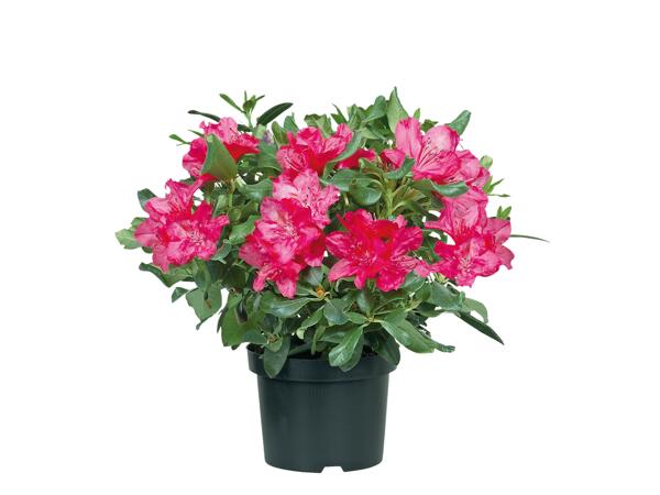 Giant Rhododendron