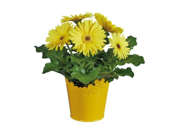 Easter Flowering Plant