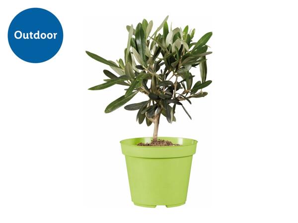 Mediterranean Citrus Plants