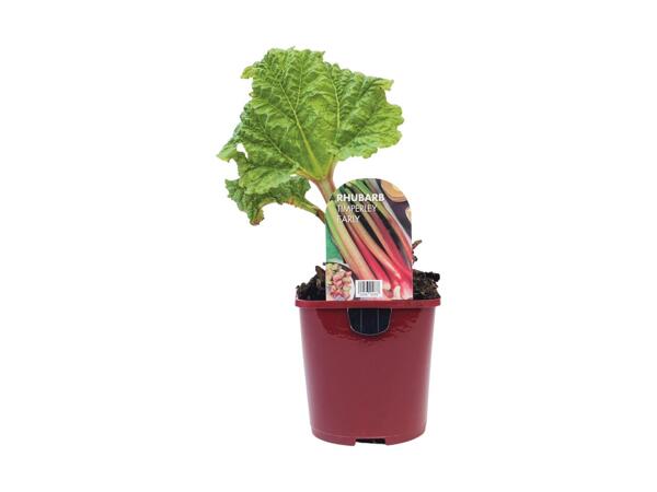 Rhubarb Plant