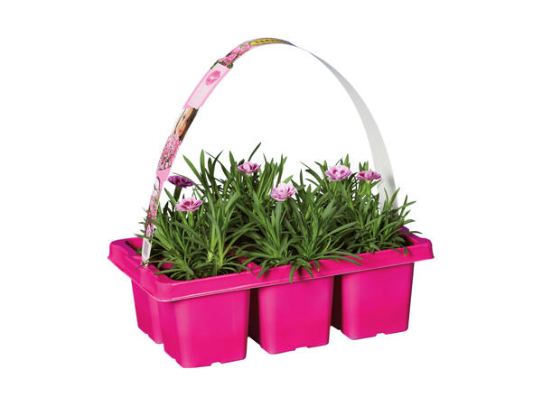 Nellike Pink Kisses 6'er bakke