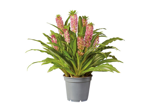 Eucomis pour terrasse et balcon