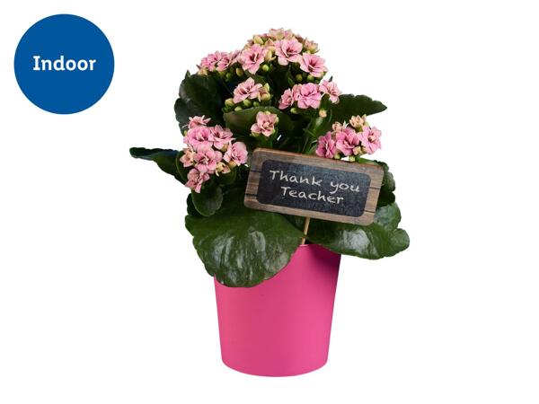 Thank you Teacher Kalanchoe