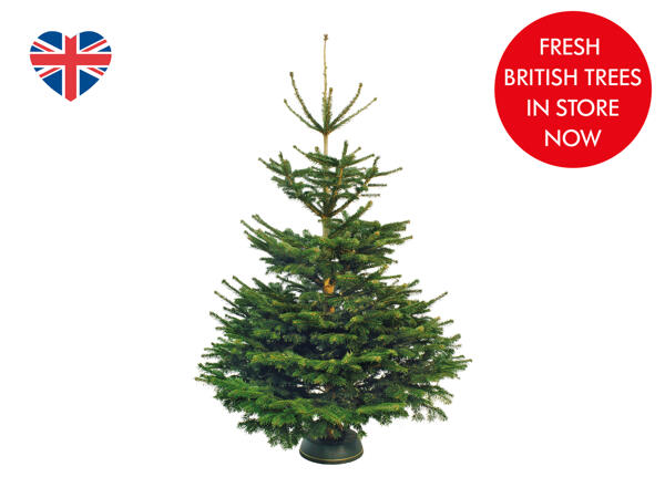 6ft Non-Drop Fir Christmas Tree
