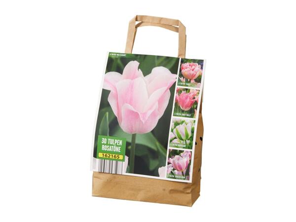 Tulip Bulbs