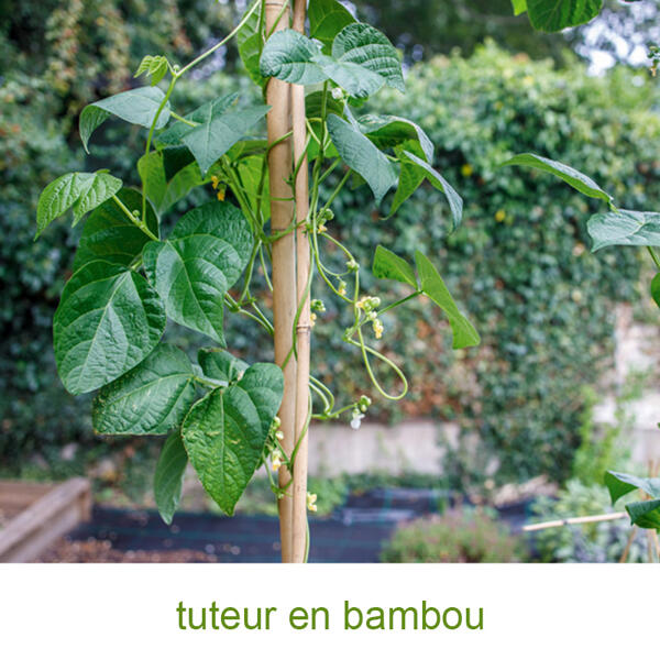Tuteur en bambou
