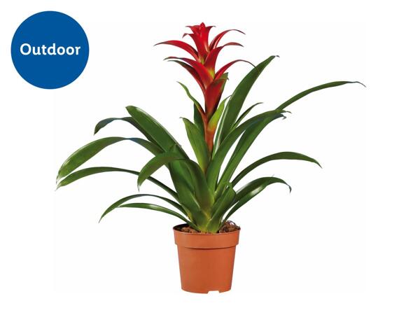 Bromelias