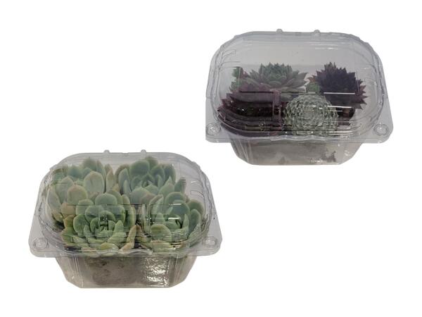 Husløg og Echeveria i bakke