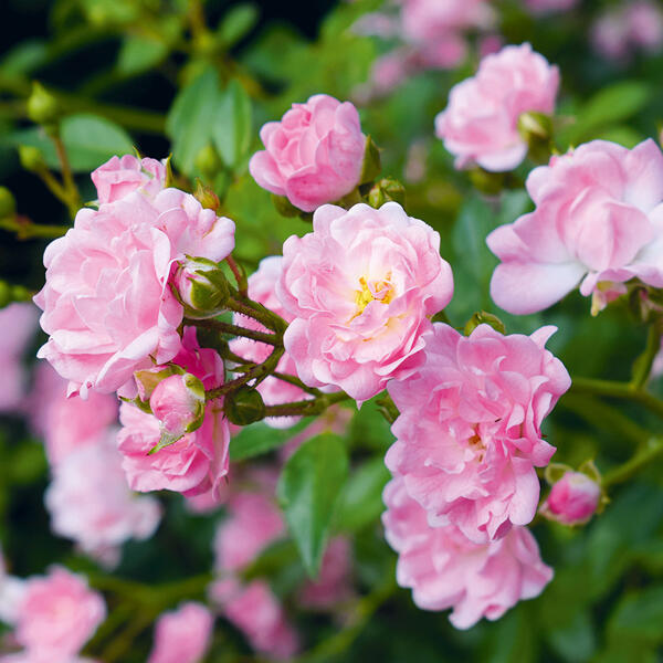 Bodendeckerrose