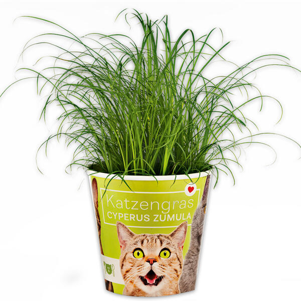 Katzengras