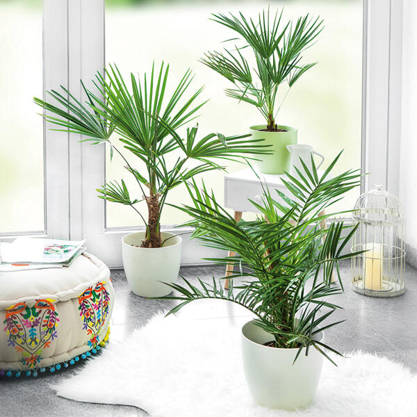 Palme