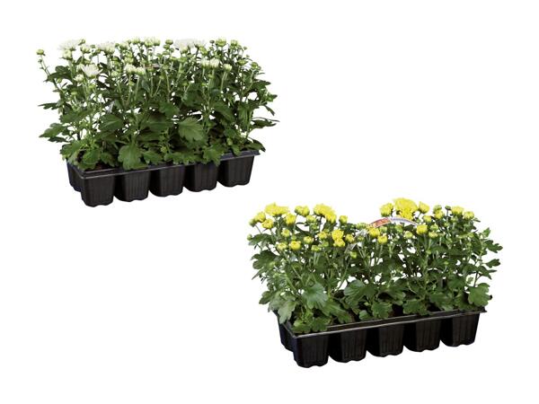 Chrysanthèmes "Garden Mum"
