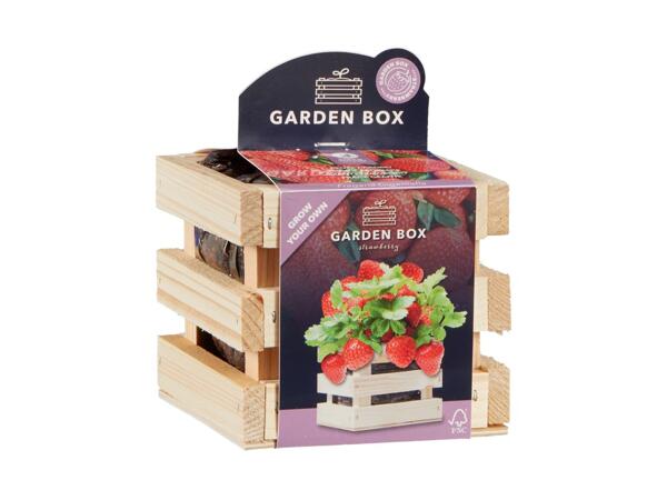 DIY Strawberry Growing Box