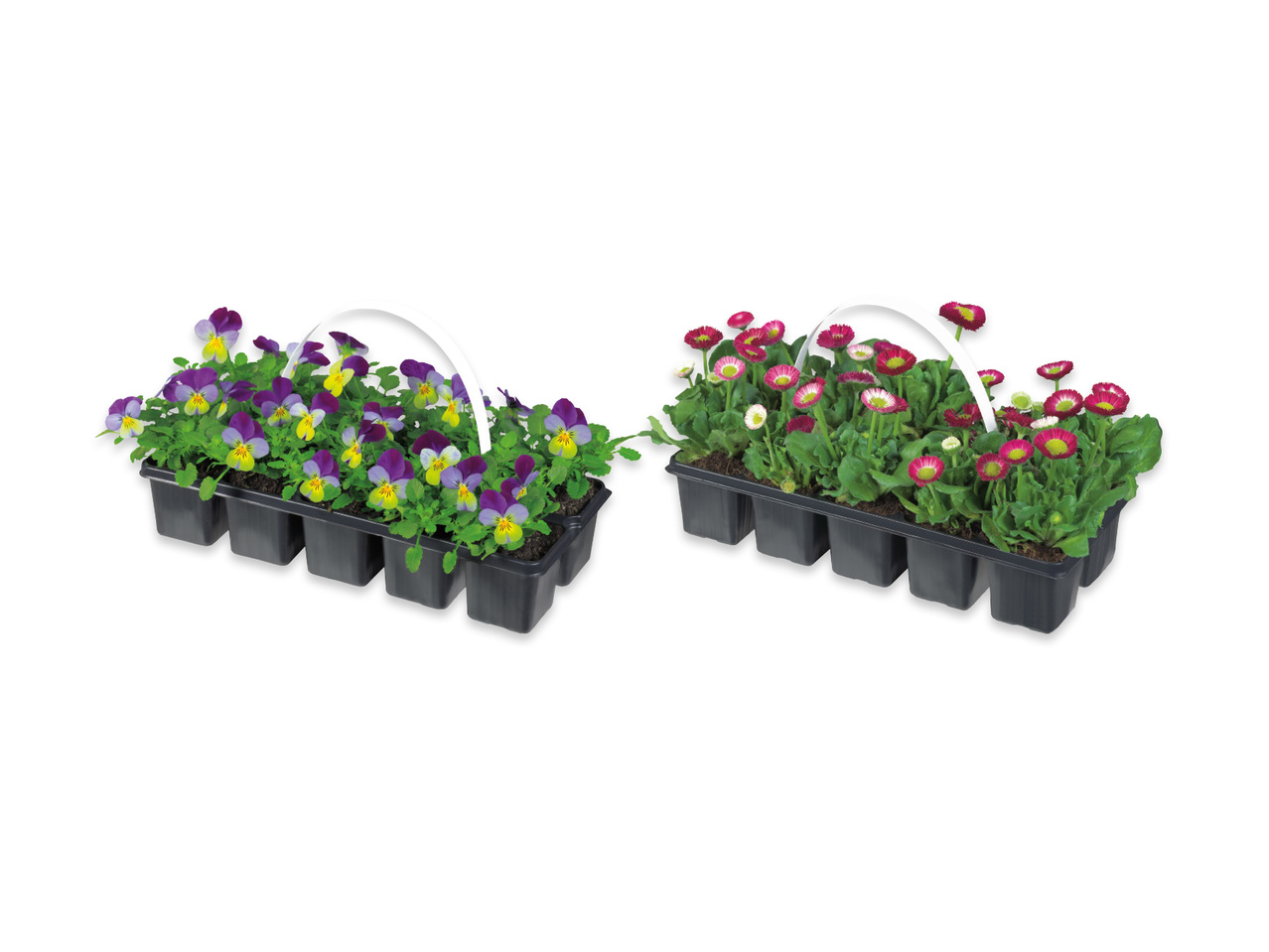 Vårblommor