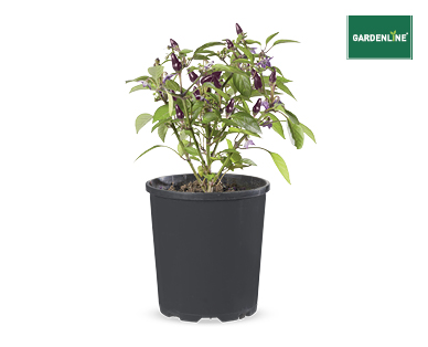 CHILLI PLANT 125MM