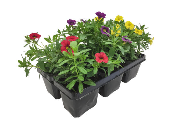 Bedplantemix 6'er bakke
