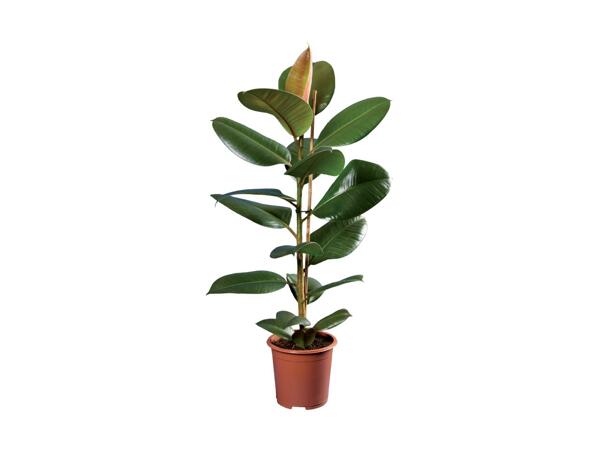Grønne planter