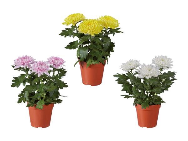 Mélange de 3 chrysanthèmes Zembla