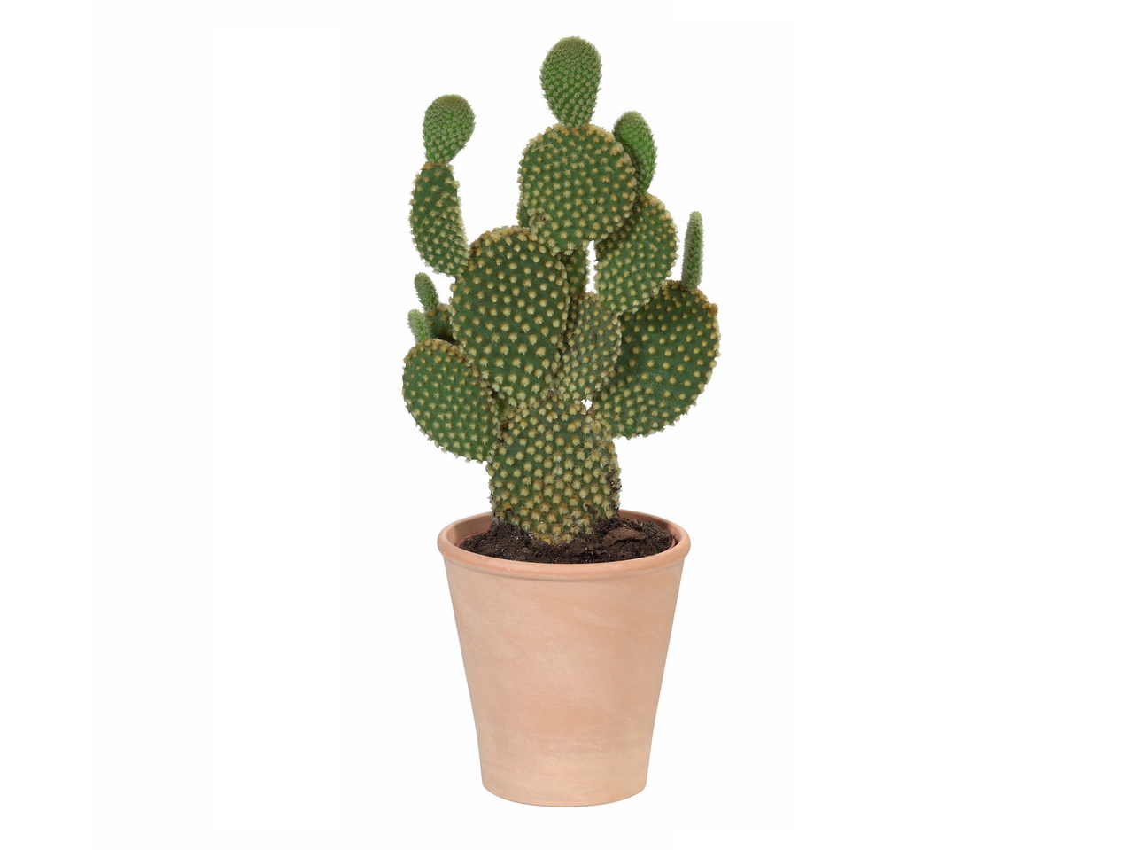 Cactus in terracotta