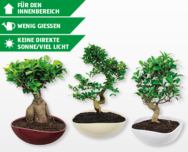 Bonsai