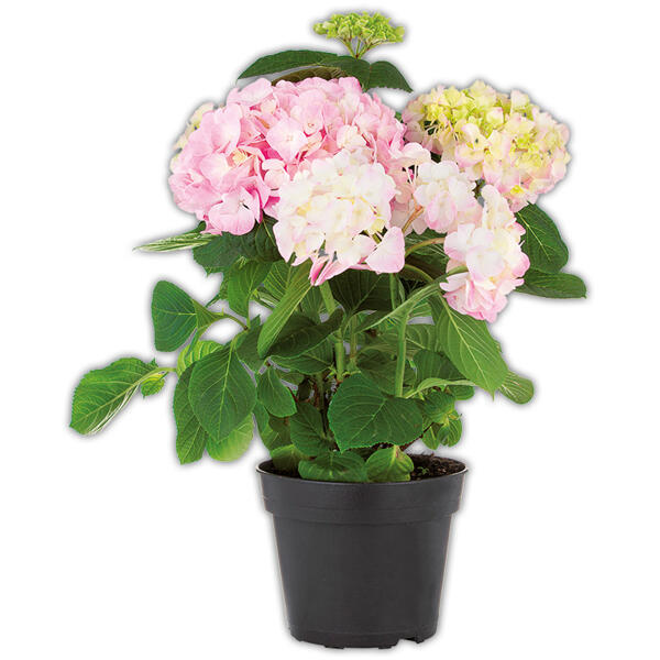 Hortensie