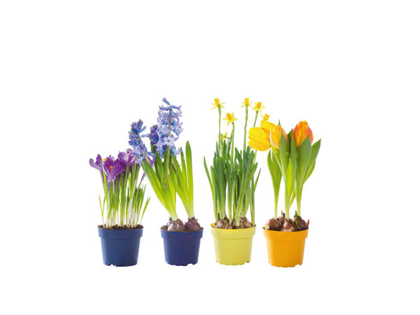 Blomlökar i kruka