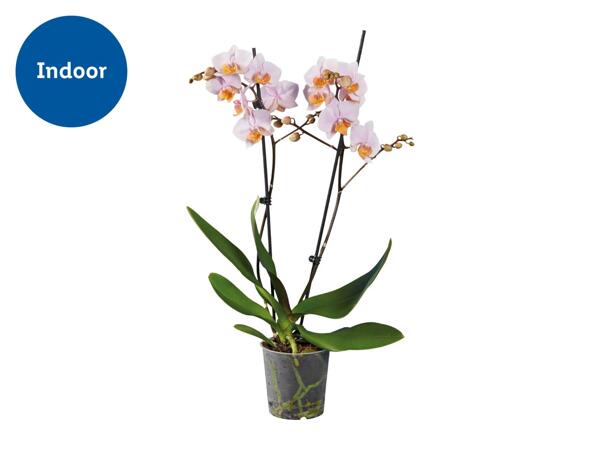 Twin Stem Orchid