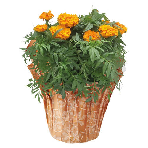 6" Marigolds - Assorted Color