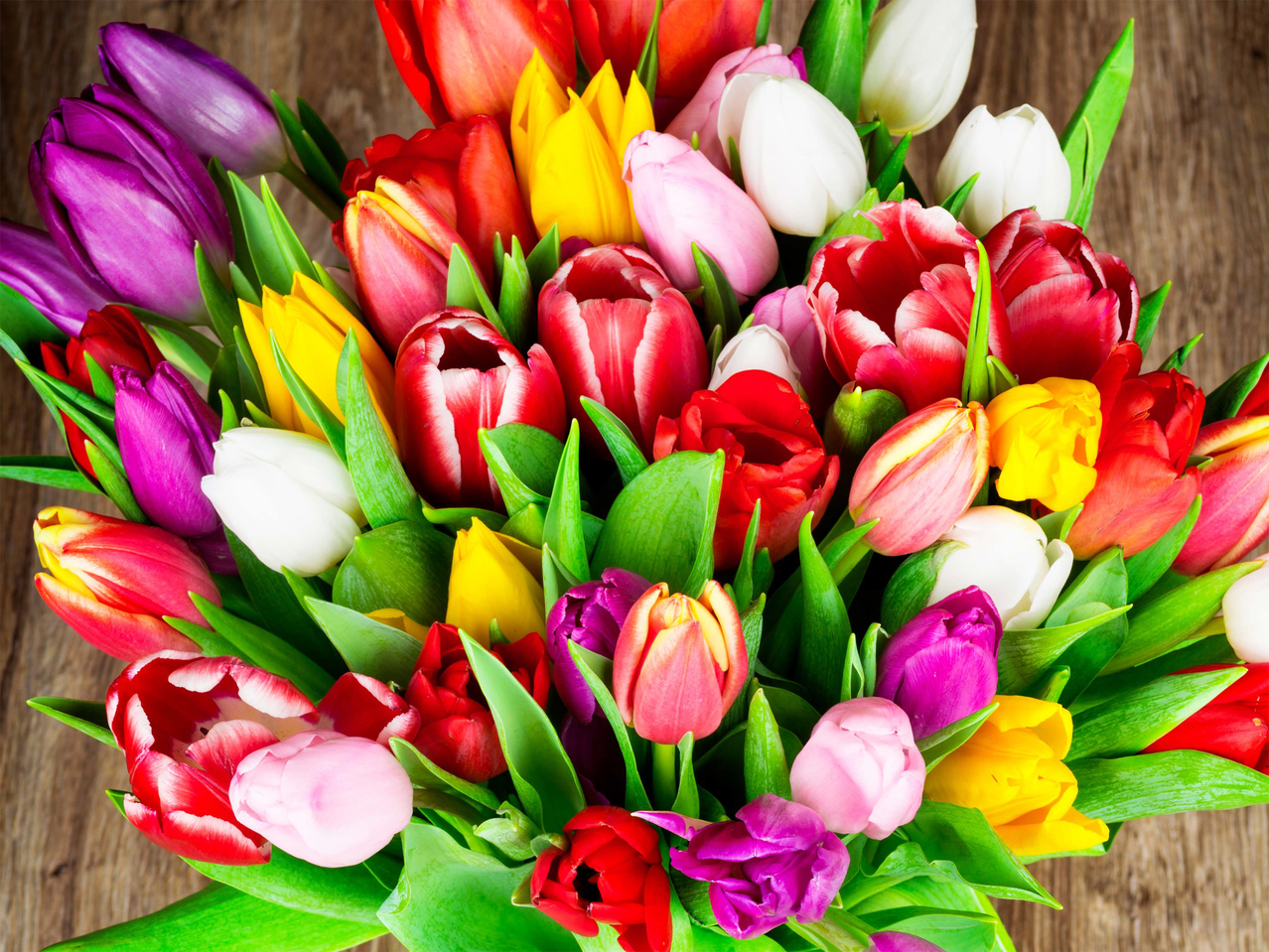 Tulipes mixtes