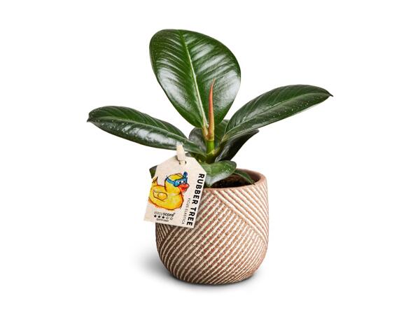 Minificus Sofia i keramik