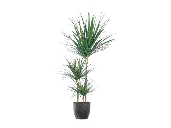 Large Green Houseplants